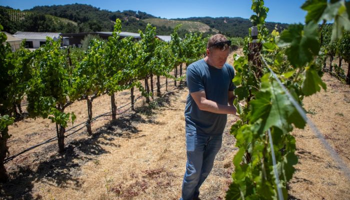 Will tariffs help or hurt CA’s wine industry?