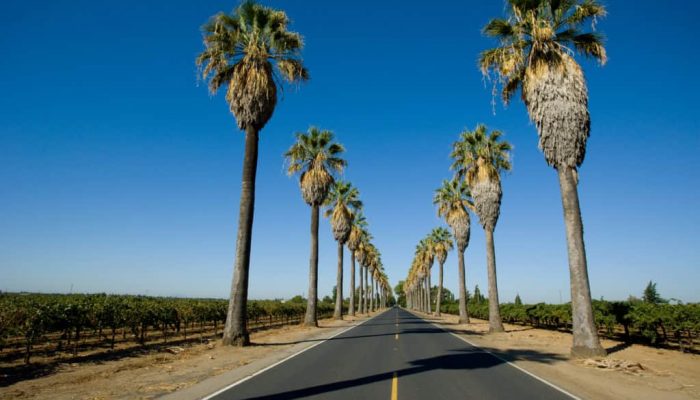 Palm_Trees_Road-1024x683.jpg