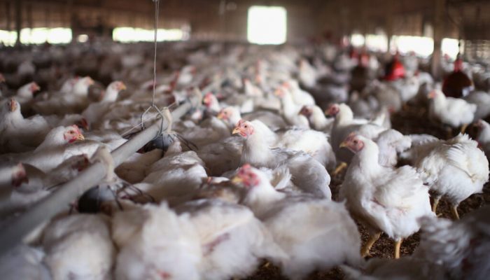 Georgia’s fourth case of bird flu detected in backyard chicken flock in metro Atlanta