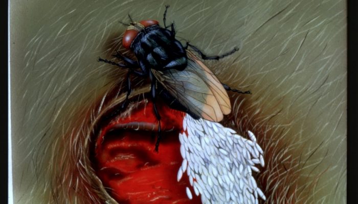 NM delegation reacts to screwworm outbreak